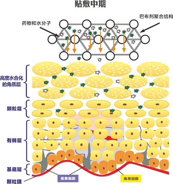 巴布剂面膜贴敷中期